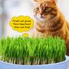 Mint Cat Grass Pot Soilless Hydroponic Lazy Cat Grass Planting Box Catnip Promote Digestion Cat Snacks Planting Container Tools