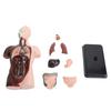 Human Body Model Anatomy Physiology Model Structure Organs Educational Learning Kit Science