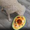 Wear-resistant Avocado Dog Slow Feeder Spill Proof Dog Training Toy  Relieve Boredom