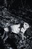 Woolen Dog Vest - White 7