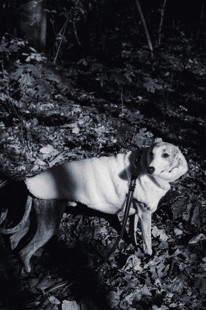 Woolen Dog Vest - White 7