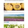 The Saem Водостойкий солнцезащитный крем Eco Earth