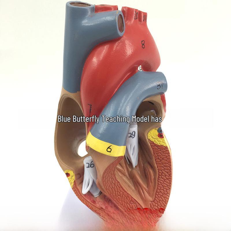 Большая анатомическая модель человеческого сердца с 34 отметками для обучения медицинской ультразвуковой диагностике