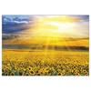 Puzzle Korea Sunset Jigsaw Puzzle 3202 In the Sunflower Field, Korean Popular Puzzles