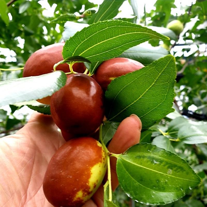 Домашний имбирный чай с экстрактом зизифуса, 100% отечественный чай из зизифуса, 100 мл, 30 шт.