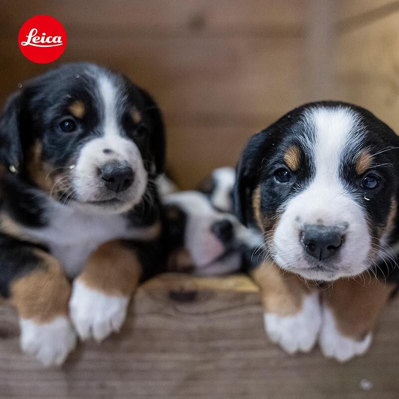 Leica Vario-Elmarit-SL 24-70mm f/2.8 ASPH. Lens