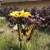 Fluttering Solar Hummingbirds Realistic Appearance Easy To Install Flying Dancing Hummingbirds Garden Stake Patio Decoration