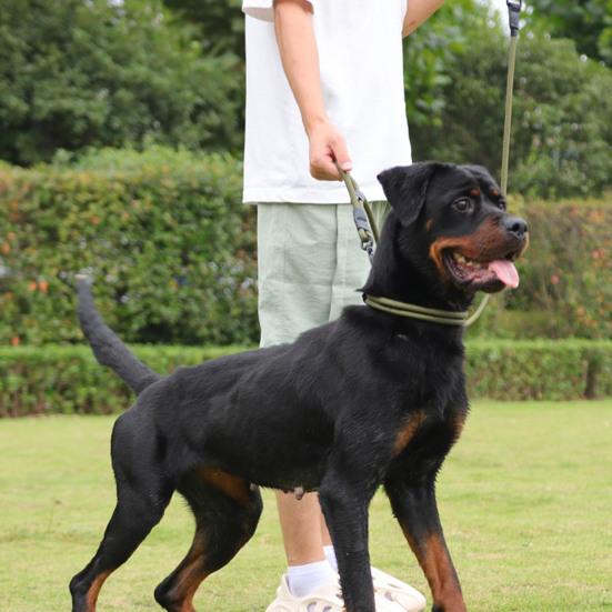 4,7-футовый прочный поводок для собак с двойной ручкой из нейлоновой веревки, поводок для тренировок на открытом воздухе для прогулок для маленьких, средних и больших собак