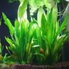 Artificial Water Grass Green Plant Fish Tank Aquarium Decor Plastic Ornament