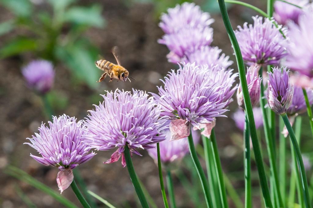 SAFLAX Сад в сумке - Органический - Зеленый лук - 250 семян - С субстратом в подходящей устойчивой сумке - Allium schoenoprasum