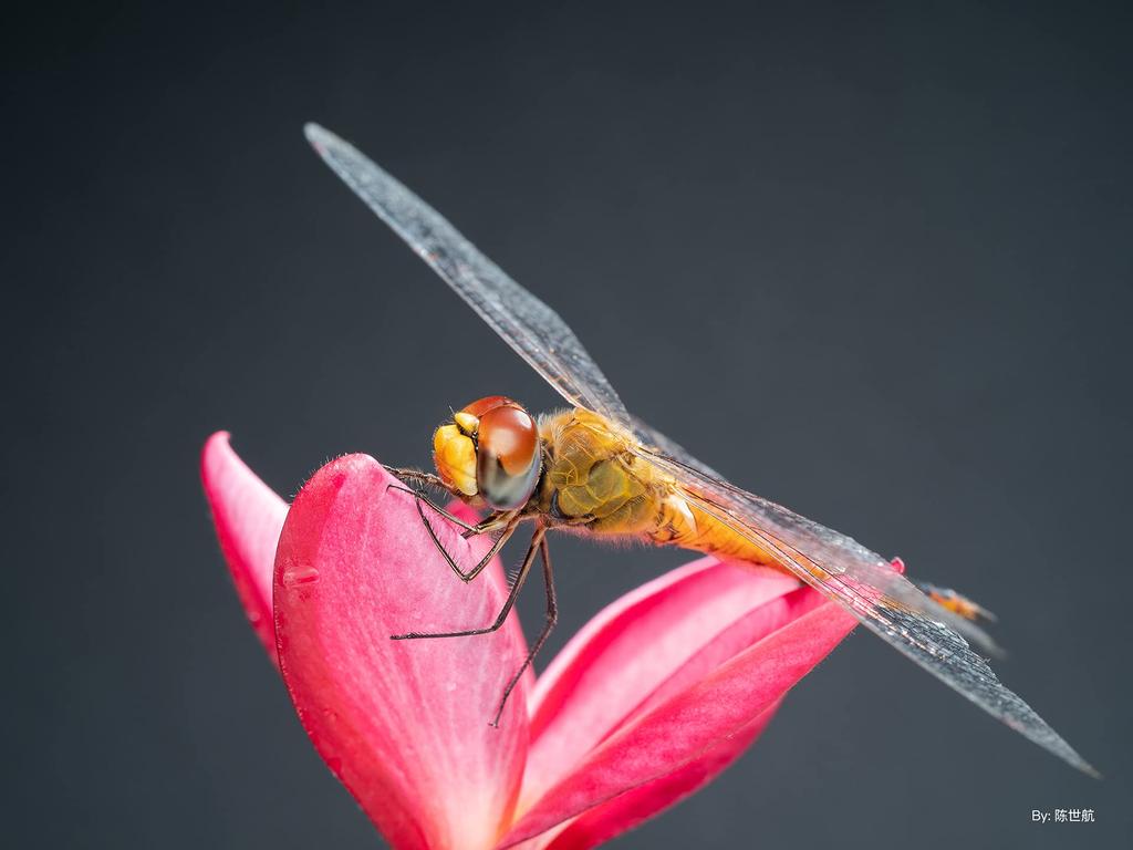 TTArtisan 40mm Макро Объектив с Фиксированным Фокусным Расстоянием Совместимый с Sony E Макро Объектив с Ручной Фокусировкой для Беззеркальных Компактных и Фотографии для и Натюрморта от Meisho Optical