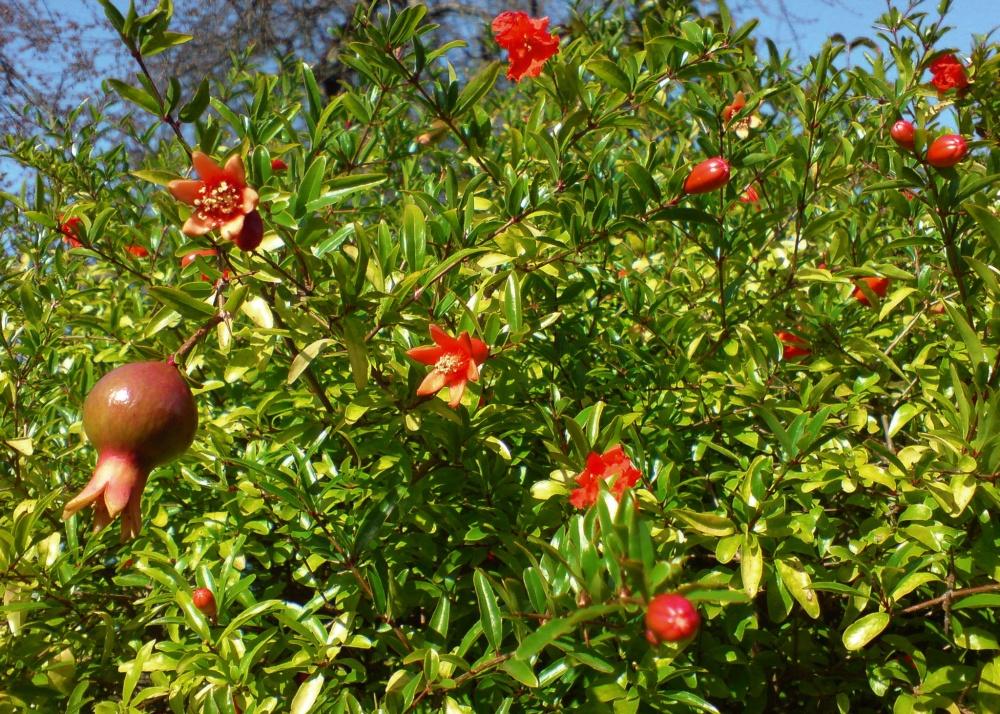 SAFLAX Карликовый гранат - 50 семян - С горшечным субстратом для лучшего выращивания - Punica granatum nana