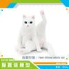 10 Simulated Cat Animal Models Lazy Orange Cat Siamese Cat Muppet Cat Black Cat Flower Cat Desktop Ornament Toys