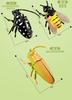 Clockwork Insect Toy