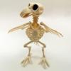 New Halloween Prop Plastic Animal Skeleton Bones Skeleton Raven Halloween Decoration Crow Skeleton
