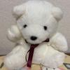[USED] Monseuil andy M teddy bear