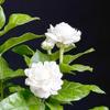 Changbaosen Tiger Head Jasmine Potted Plant