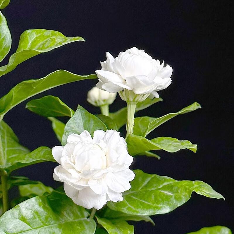 Changbaosen Tiger Head Jasmine Potted Plant