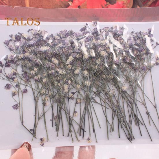 Сушёные цветы для рукоделия 12шт