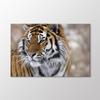 Картина Тигра