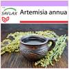 Полынь сладкая Цин Хао - 250 семян - Artemisia annua