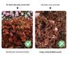 Coarse Desalinated Coconut Brick for Dendrobium Phalaenopsis - Large Particle Orchid Planting Medium