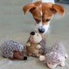 Кофейный ёжик, совершенно новая звуковая игрушка для домашних животных, пищащая игрушка, игрушка для собак