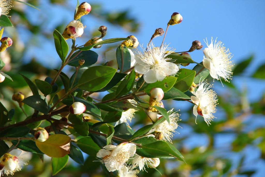 SAFLAX Мирт настоящий - 30 семян - Myrtus communis