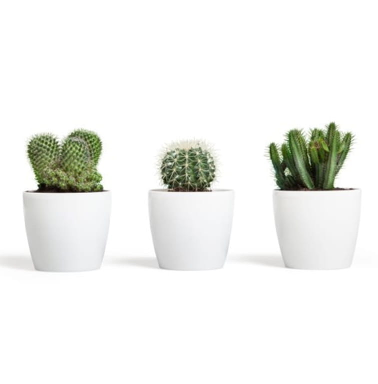 White plastic flowerpot 12x104 cm classic Magnolia