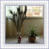 Useful Clothes Decals DIY Party Decor Natural Plume Peacock Eye Feathers Tail Artwork Ornaments
