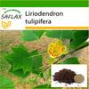 Тюльпановое дерево - 20 семян - С горшечным субстратом для лучшего выращивания - Liriodendron tulipifera