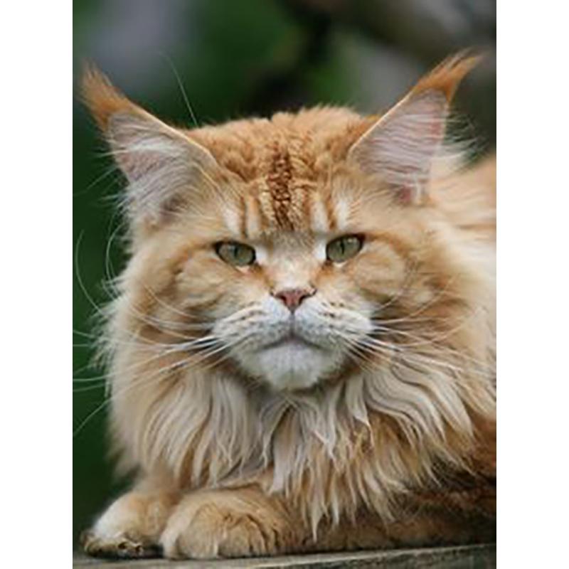 DIY 5D Diamond Painting Animal Full Round Cat Diamond Embroidery Art Rhinestone Picture Mosaic Decoration Gift Home Decor