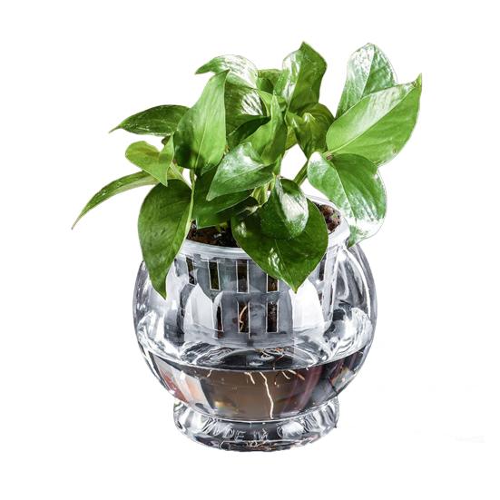 Аквапонный аквариум для рыбок петушков Прозрачный пластиковый ударопрочный горшок Экосистема Аквариум Настольная аквапонная система для домика рыбок петушков Комнатные растения