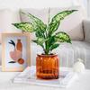 Elegant Self Watering Planter Translucent Stylish Water-saving Desktop Planter for Garden Enthusiast Lover Gift Transparent