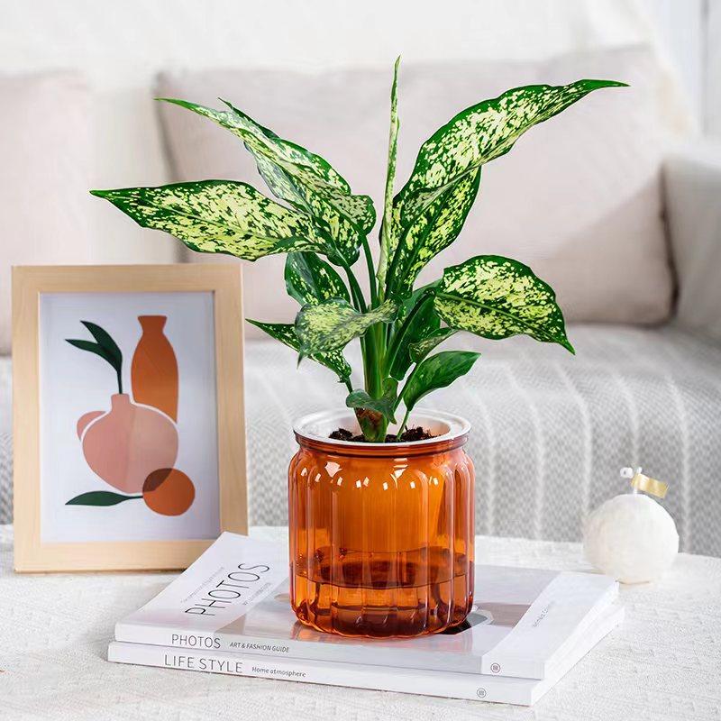 Elegant Self Watering Planter Translucent Stylish Water-saving Desktop Planter for Garden Enthusiast Lover Gift Transparent