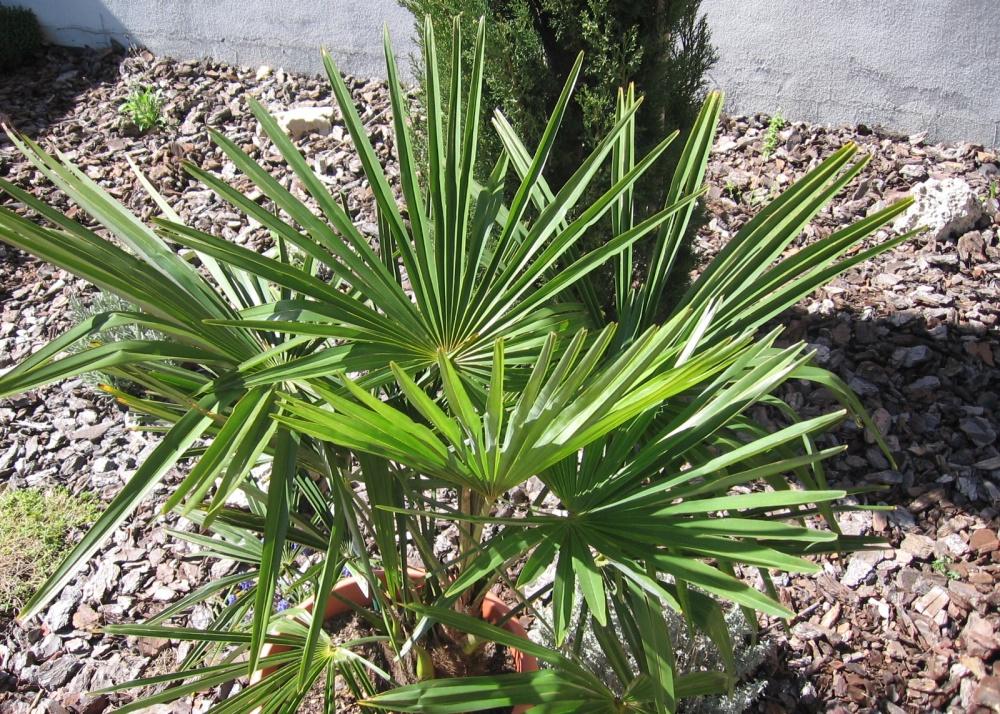 SAFLAX Пальма китайской ветряной мельницы - 10 семян - С горшечным субстратом для лучшего выращивания - Chamaerops excelsa