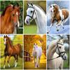 5D DIY алмазная живопись лошадь горный хрусталь картина круглый животное Алмазная вышивка мозаика из бисера украшение дома подарок