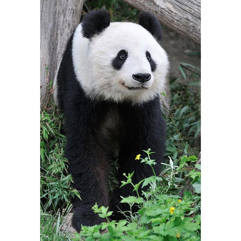 DIY Панда 5D алмазная живопись полная круглая дрель животное Алмазная вышивка крестиком мозаичные наборы настенное искусство домашний декор подарок