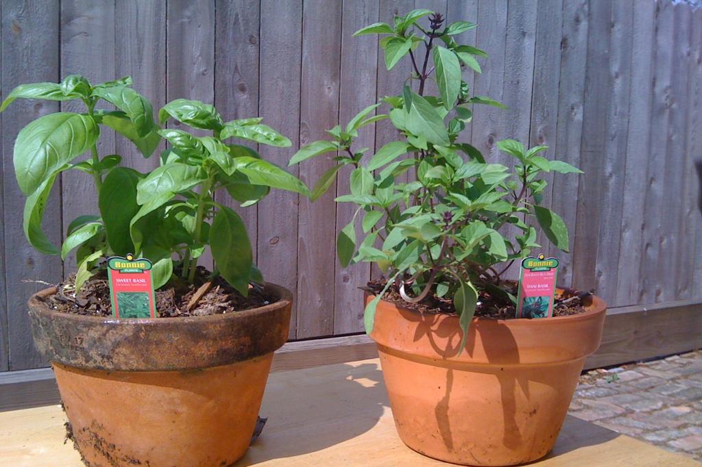 SAFLAX Garden in the Bag - Тайский базилик - 200 семян - С субстратом в подходящем пакете - Ocimum basilicum