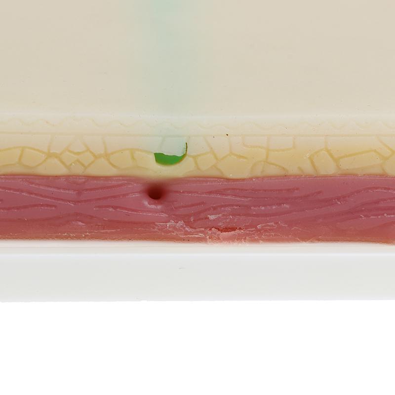 Модель для отработки навыков венепункции. Силиконовая учебная модель для наложения швов на кожу человека.