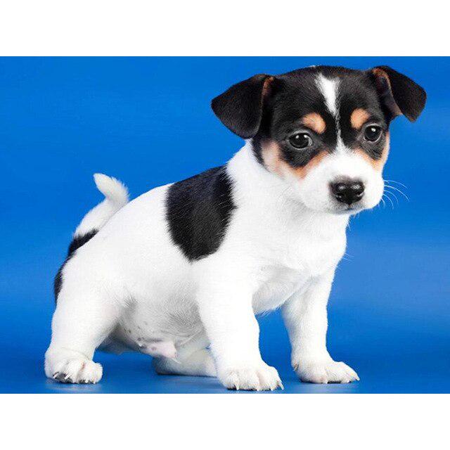 DIY 5D Алмазная картина Собака Милый питомец Вышивка крестом Алмазная вышивка Животное Мозаика Полный дрель Круглый