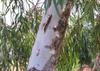 SAFLAX River Red Gum - 200 семян - Eucalyptus camaldulensis