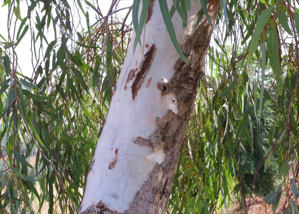 SAFLAX River Red Gum - 200 семян - Eucalyptus camaldulensis