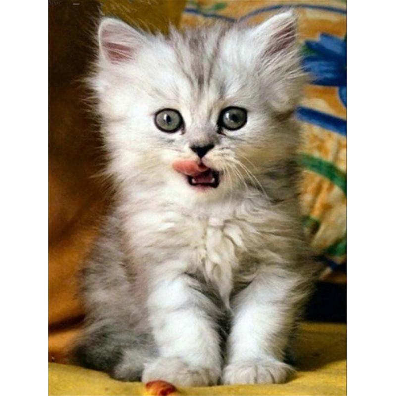 5D DIY алмазная живопись милые животные кошка вышивка крестиком полная дрель круглая/квадратная вышивка мозаика художественная картина из страз домашний декор