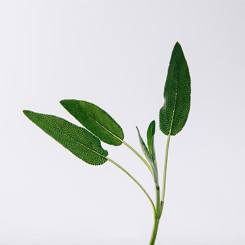 Loewe Фирменные ароматы