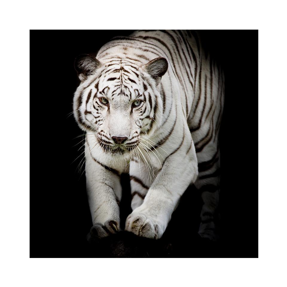 5D DIY алмазная живопись тигр горный хрусталь картина полная алмазная вышивка животное мозаика искусство вышивка крестиком комплект домашний декор подарок