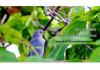 Maifeng 20-60X60 Birdwatching Scope: HD High Magnification Variable Zoom Monocular Telescope