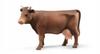 Cow, brown, different head positions, BRUDER 02308 Profi series 1:16