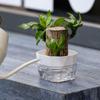 6PCS Root Visibility Hydroponic Container Eco-Friendly Plastic Butterfly Orchid Flowerpot Water Storage Lazy Flowerpot Office