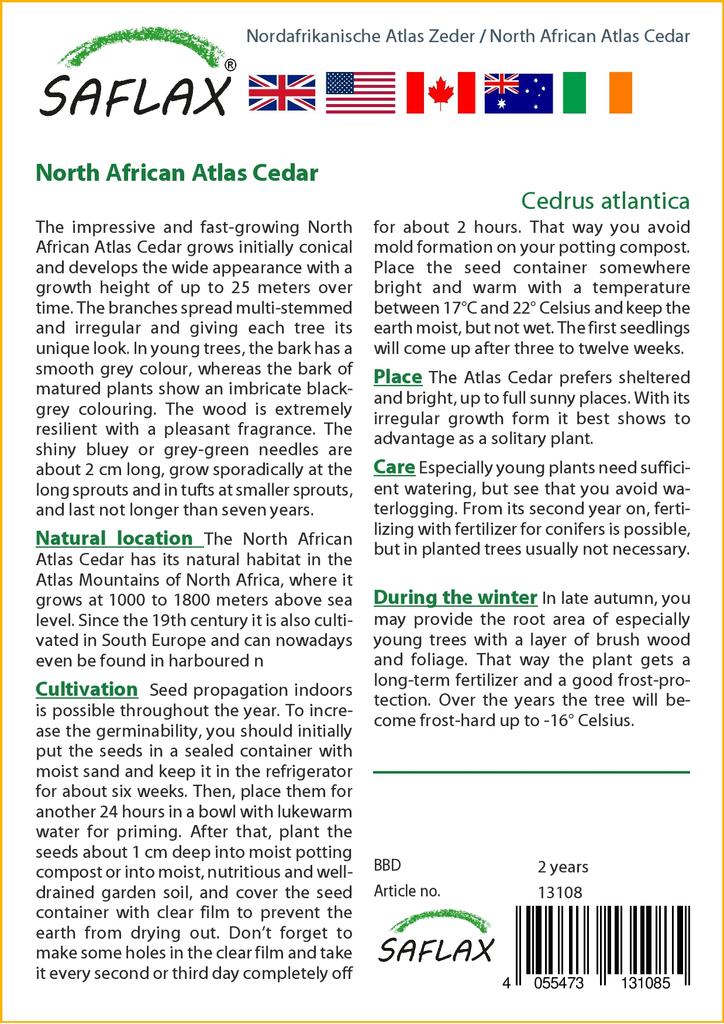SAFLAX Североафриканский атласский кедр - 20 семян - Cedrus atlantica